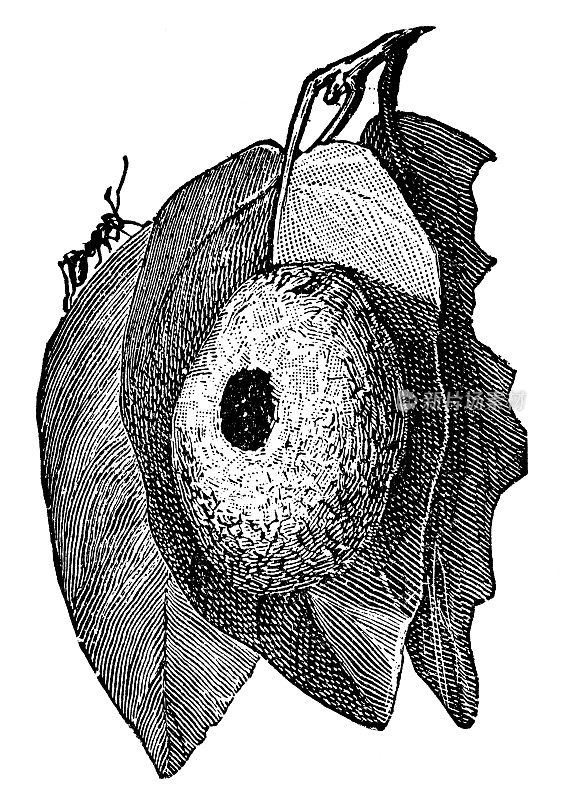织巢蚁(polyrhachhis Thrinax)的叶巢- 19世纪